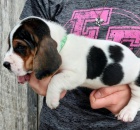 �t��ata Basset hound