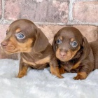 trpasli�� �t��ata jezev��ka hladkosrst�ho