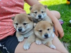  �t��ata Shiba-Inu s PP FCI - odb�r na V�noce