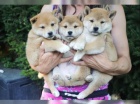  �t��ata Shiba-Inu s PP FCI - odb�r na V�noce