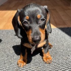 trpasli�� �t��ata jezev��ka hladkosrst�ho