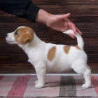 jack russell teri�ra.