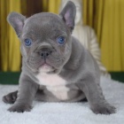 francouzsk�ho buldo�ka