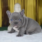 francouzsk�ho buldo�ka