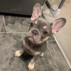 francouzsk�ho buldo�ka.