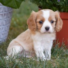 Kavalr King Charles Spaniel.