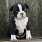 bostonsk�ho teri�ra