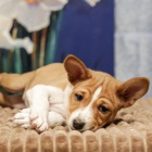 Basenji