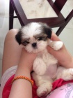 SHIH TZU