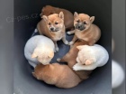Zdrav� a hrav� �t��ata Shiba Inu.