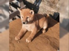 Shiba inu fenka