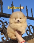 Pomeranian BOO �t��ata