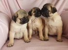 Mops