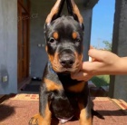 Dobrman �t���tka