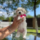 �t��ata bi�onka