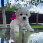 �t��ata bi�onka