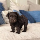 Kn�ra� mal� �t���tka