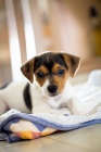 �t��ata jack russell teri�ra.