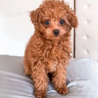 �t��ata pudla k dispozici