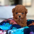 �t��ata pudla k dispozici