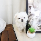 �t��ata malt�zsk�ho ov��ka k dispozici