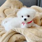 �t��ata malt�zsk�ho ov��ka k dispozici