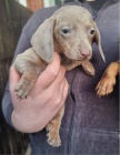Jezev��k �t���tka s PP k odb�ru.