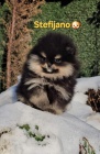 Pomeranian BOO � medv�dkov� vzhled, pomeranian �pic