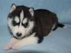 Sibi�sk� husky-m�me k odb�ru kr�sn� fenky