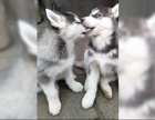 Sibi�sk� husky-m�me k odb�ru kr�sn� fenky