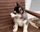 �t�nata Sibi�sk� husky