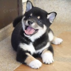 �t��ata Akita Inu