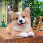 �t��ata vel�sk�ho corgi pembroke