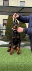 Dobrman �t��ata na prodej