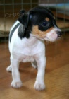 �t��ata jack russell teri�ra.