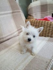 �t��ata West Highland White Terriers