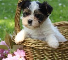 Biewer yorkie
