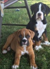 �t��ata n�meck�ho boxera.