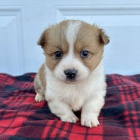 Corgi
