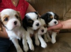 Kaval�r King Charles �pan�l �t���tka