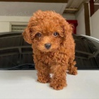 Kr�sn� �t��ata toy pudla.