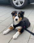 �t��ata border kolie