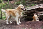 Golden retriever bez PP ke kryt�