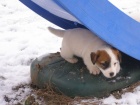 Jack Russell Teri�r (�t���tka s PP)