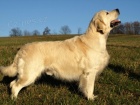 Zlat� retr�vr /golden retriever s PP/ �t��ata