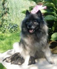 Vl pic / keeshond