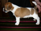 Inzer�t - Prod�m �t���tka Jack Russell Teri�ra