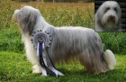 Bearded collie - ttka s PP