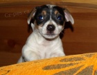 jack russel  terier