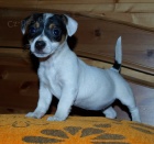 jack russel  terier